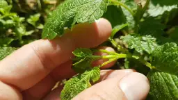 Jak przycinać melisę, aby uniknąć błędów i wspierać wzrost rośliny