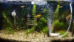 Jak napowietrzyć akwarium: 5 skutecznych metod dla zdrowych ryb