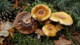 Żółte gołąbki - TOP 5 jadalnych gatunków grzybów