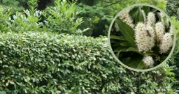 Jakie rośliny na żywopłot od wścibskich sąsiadów zapewnią prywatność?