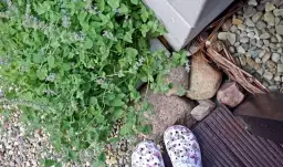 Skuteczne sposoby na odstraszenie komarów w ogrodzie – naturalne i domowe metody