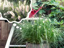 Dlaczego rozplenica nie kwitnie? Oto najczęstsze przyczyny i rozwiązania