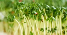 Ile dni przed Wielkanocą siać rzeżuchę, aby uniknąć rozczarowania?