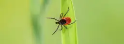 Jak usunąć kleszcza u człowieka - uniknij poważnych konsekwencji