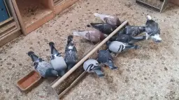 Skuteczne metody odrobaczania gołębi – jak uniknąć pasożytów?