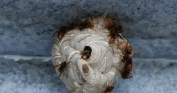 Jak usunąć osy z poddasza - skuteczne metody i bezpieczeństwo