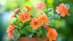 Kwiaty o pomarańczowych płatkach: 6 doniczkowych gatunków