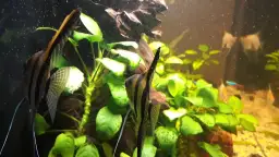 Jak rozmnożyć skalary: stwórz idealne warunki w akwarium