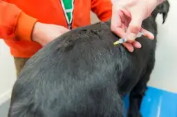 Zastrzyk poronny dla psa – kiedy podać, aby uniknąć komplikacji?