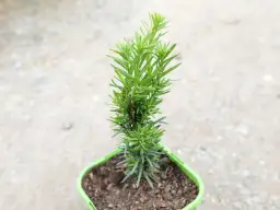 Jaki cis na żywopłot – wybierz najlepsze odmiany dla swojego ogrodu