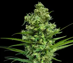 Droga Amnesia Haze do szczytu światowej popularności – jak to się zaczęło?