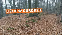 Praktyczne sposoby na to, co zrobić z liśćmi na działce, które pomogą