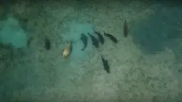 Was ist ein Karpfen? Eigenschaften, Lebensraum und kulinarische Bedeutung