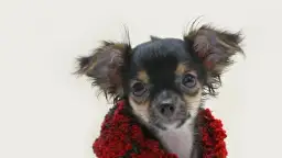 Jak zrobić ubranko dla psa na drutach - proste wzory i porady