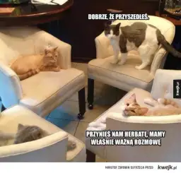 Czy koty mogą pić herbatę - wszystko co musisz wiedzieć jako opiekun kota