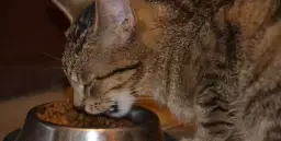 Karma dla kotów sterylizowanych - co musisz wiedzieć o różnicach