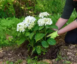 Kiedy najlepiej sadzić hortensje ogrodowe, aby uniknąć błędów?