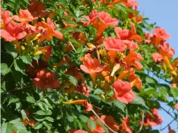 Dlaczego milin nie kwitnie? Odkryj przyczyny i rozwiązania