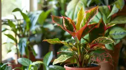 Kwiat doniczkowy zielono czerwone liście - Unikalne rośliny doniczkowe