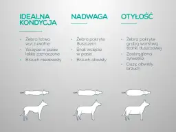Jak skutecznie schudnie twój pies dzięki dietetycznej karmie dla psa