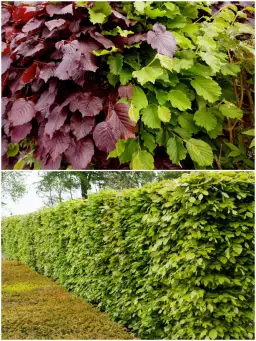 Grab czy buk na żywopłot? Który wybrać i dlaczego to ważne dla Twojego ogrodu