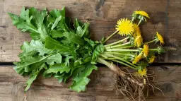 Korzeń mniszka lekarskiego - naturalny detoks i wzmocnienie organizmu