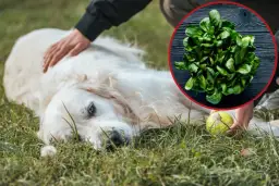 Czy pies może jeść szpinak? Poznaj zasady bezpiecznego karmienia