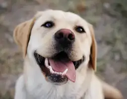 Jak wytresować labradora skutecznie i uniknąć typowych błędów