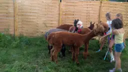 Zajęcia z alpakami - jak pomogą Twojemu dziecku w rozwoju?