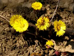 Chwast podobny do mlecza: jak rozpoznać niebezpieczne rośliny
