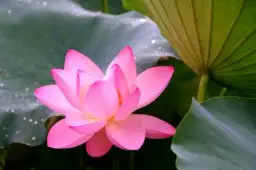 Symbolika kwiatu lotosu w buddyzmie: odkryj jego głębokie znaczenie