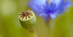 Chwast zbożowy - najczęstsze rośliny chwastowe w uprawach zbóż