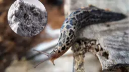 Jak skutecznie stosować mączkę bazaltową na ślimaki, aby je zwalczyć