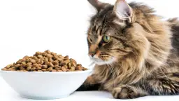 Ile karmy powinien jeść kot - porady dotyczące żywienia