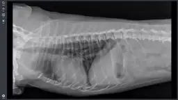 Ile kosztuje przeswietlenie u weterynarza? Sprawdź ceny i porady