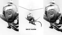 Marcin Świetlicki wiersz: odkryj głębię emocji w jego poezji