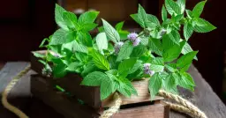 Jak dbać o miętę w doniczce, aby zawsze była zdrowa i aromatyczna