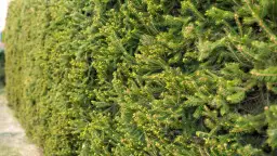 Jak sadzić świerki na żywopłot – uniknij najczęstszych błędów