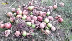 Czy zgniłe jabłka na kompost? Korzyści i zagrożenia - poradnik