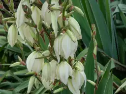 Jakie kwiaty i krzewy posadzić obok juki ogrodowej - praktyczny poradnik