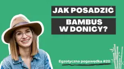 Jak sadzić bambusa w doniczce, aby uniknąć najczęstszych błędów