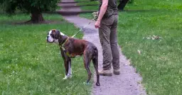 Gdzie z psem na spacer w Śląsku? Odkryj najlepsze miejsca dla psa