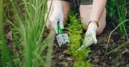 Co sadzić w kwietniu w ogrodzie, aby uniknąć błędów i cieszyć się pięknem