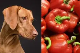 Czy pies może jeść paprykę czerwoną? Korzyści i zagrożenia