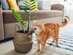 Toksyczny zamiokulkas dla kota - poznaj skutki zatrucia i metody ochrony