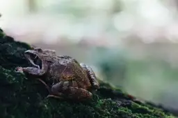 Gdzie zimują żaby? Sekrety przetrwania i miejsca zimowania żab w Polsce