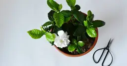 Gardenia kwiat domowy czy ogrodowy – jak wybrać najlepsze miejsce?