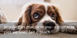 Co oznacza sen z psem? Symbolika i interpretacja snu o psach