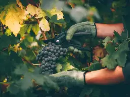 Jak przycinać winogrona jesienią, aby uniknąć błędów i poprawić plony