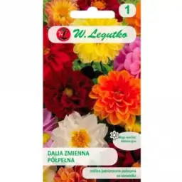 Dlaczego dalia nie kwitnie? Oto najczęstsze przyczyny i rozwiązania